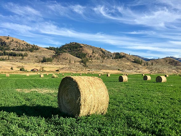 field covered with round bails of alfalfa