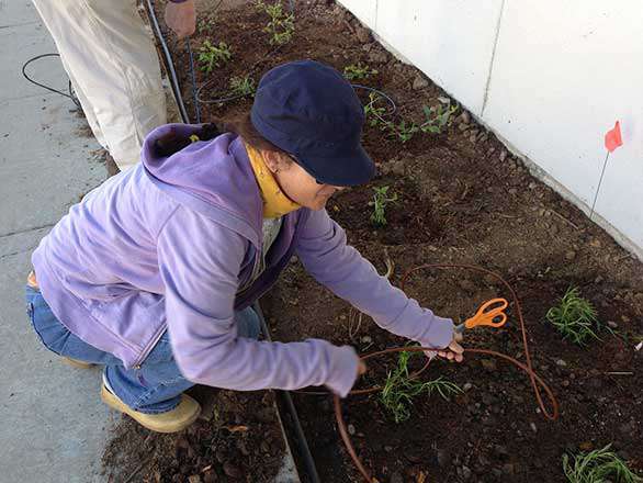 Woman kneeling near garden bed, installing drip irrigation.