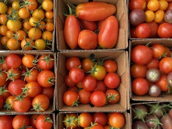 Cardboard pints of various tomato varieties.