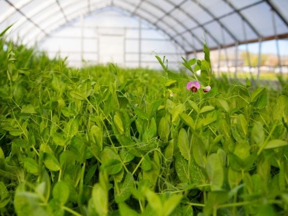 Austrian pea cover crop growing in a hoop house.