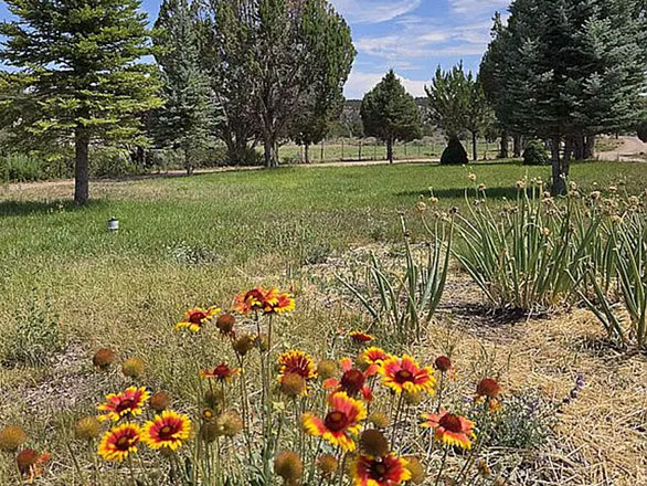 yard in caliente nevada