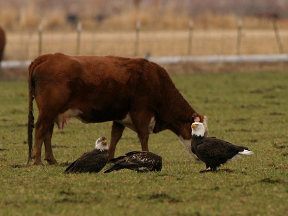 eagles and cows CB