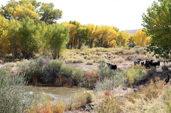 Cattle grazing along the shore of Walker River