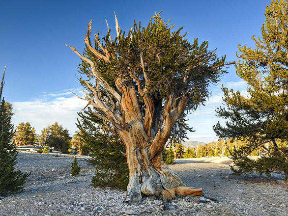 bristlecone pine tree