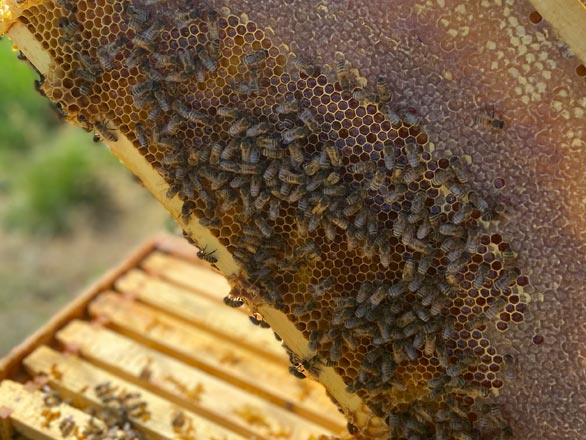 Bee frame with bees