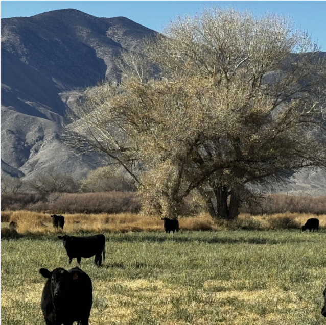 Picture of cattle in a field. 