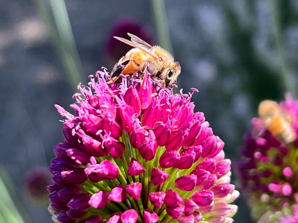 Bee on a allium bloom