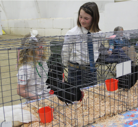 A young girl observes chickens in cages at a Small Animal Show. On the right, and older 4-H Club member smiles and introduces her chicken. Both youth wear white shirts and green 4-H kerchiefs and ties. 