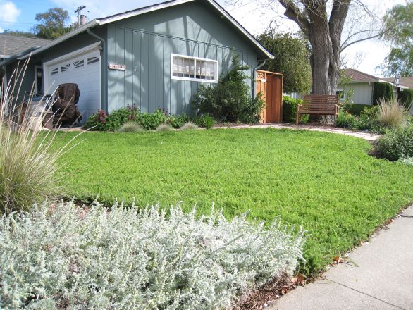 A yarrow lawn that looks similar to a conventional lawn.