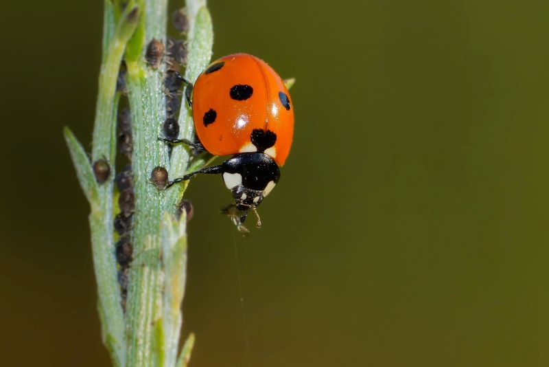 Lady bird beetle eating aphids