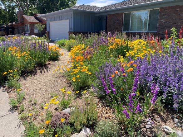 A front yard where the owner has replaced a large portion of the lawn with native and water-wise plants.