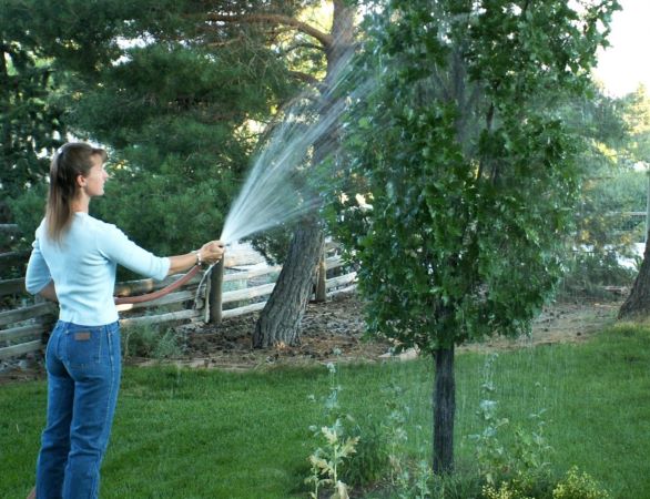 A person washes aphids off a small tree using a strong jet of water from a hose.