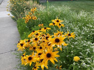 An example of a buffer strip that is planted with black eyed susans.