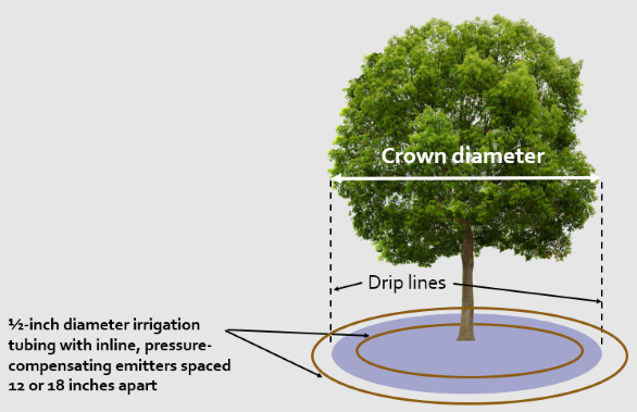 A graphic showing that inline drip irrigation tubing should be placed under the entire tree canopy.