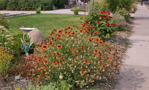 An example of a buffer strip that is planted with blanket flower, roses, and other drought-tolerant plants.
