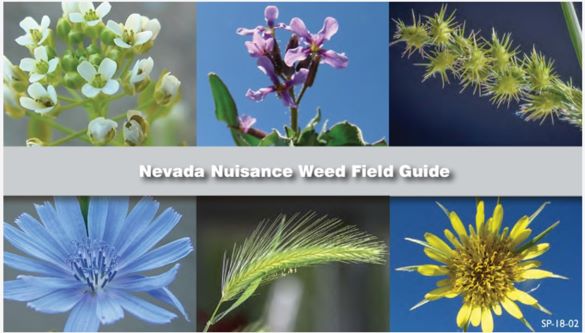Six different weeds photographed for the Nevada Nusiance Weed Field Guide.