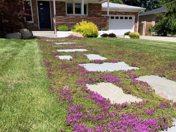 Creeping thyme groundcover around step stone path in a front yard in the Reno/Sparks area.