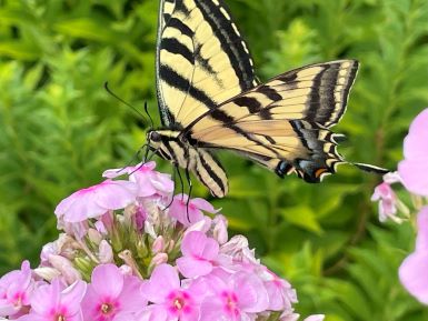 Western Swallowtail Butterfly on Pink Phlox