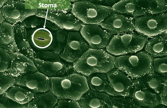 An open stoma located on the lower surface of an orchid leaf.