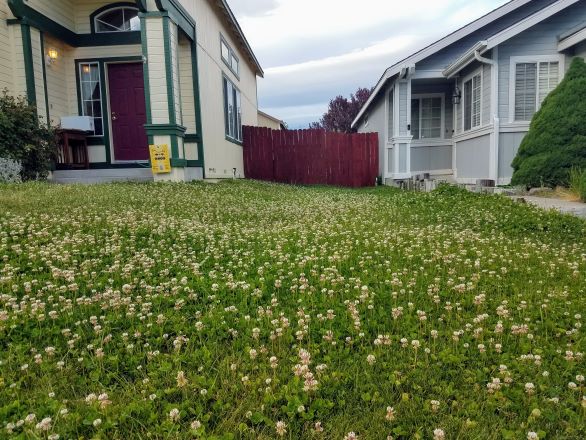 A clover lawn in front of a home in the Truckee Meadows.