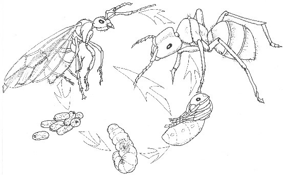 Lifecycle of an ant, 5 stages are shown (egg, pupa, larva, adult, winged adult)