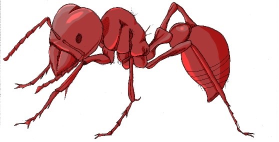 Harvester ant illustration