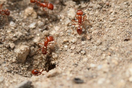 Harvester ant in natural habitat. 
