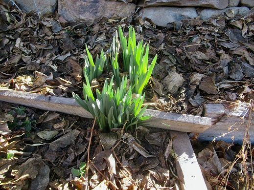 Photo of a green plant growing in the ground surrounded by wood cihips.