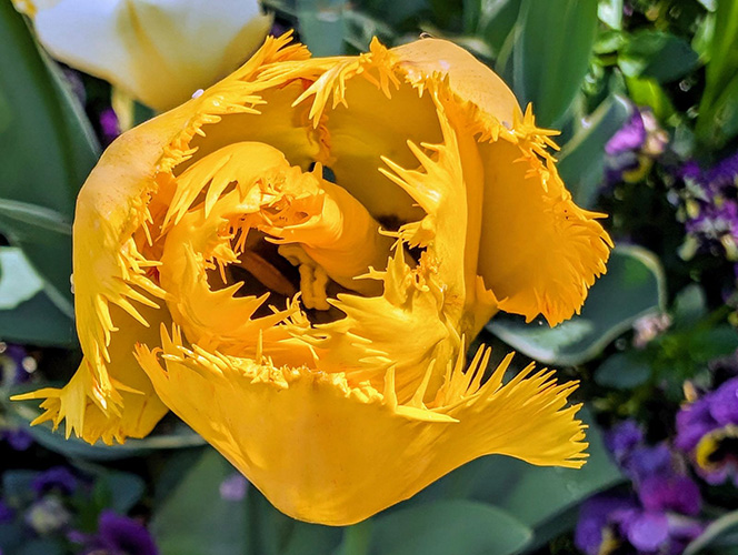 Photo of a blue flower pot with pansy flowers growing inside.