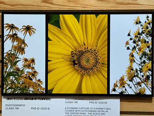 Photographs of yellow flowers. The center photo is a close-up of a yellow flower with a bee in the center.