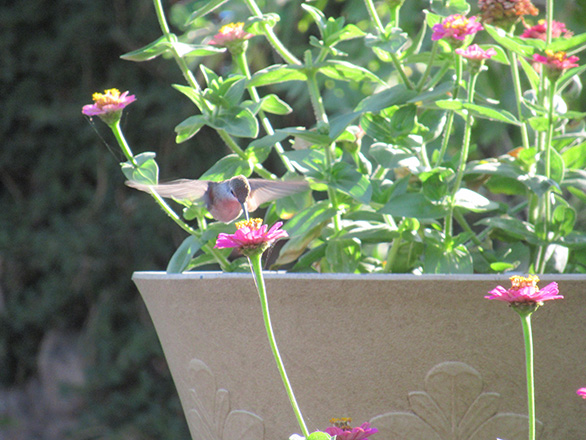 Photo of a hummingbird hovering above a pink flower in a grey flower pot.