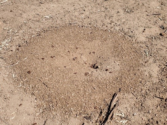 Harvester ant hill