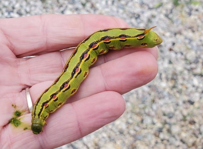 White-lined caterpillar (green variety).