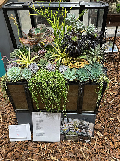 A succulent garden inside a brown box.