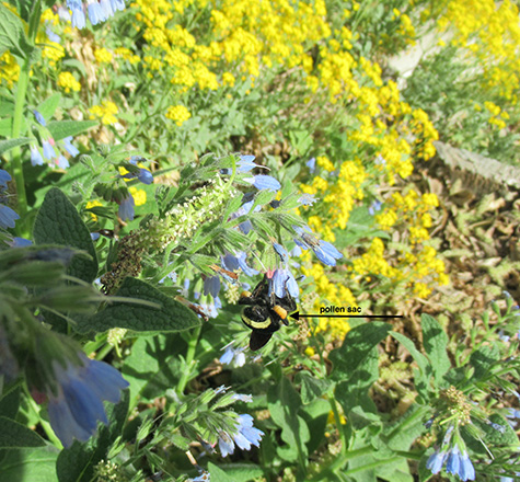 Photo of a bumble bee sitting on a bush with yellow flowers in background.
