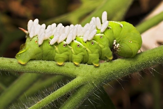 tobacco hornworm that has been parasitized by a wasp