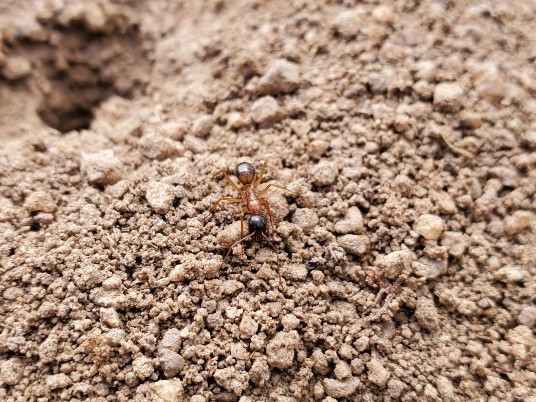 Adult carpenter ant that is red and black on sandy soil