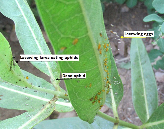 Photo of aphids on green leaves