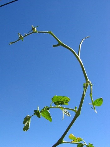 damage caused to a tomato plant by a tomato hornworm