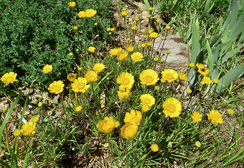 A group of yellow flowers outside in dirt.