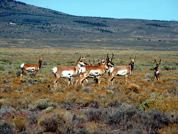 herd of pronghorn