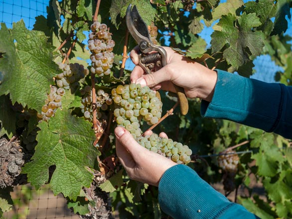 reno wine grapes