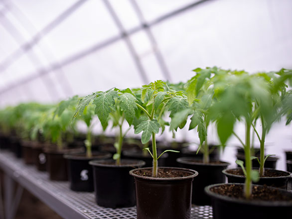 Tomato seedlings in greenhouse