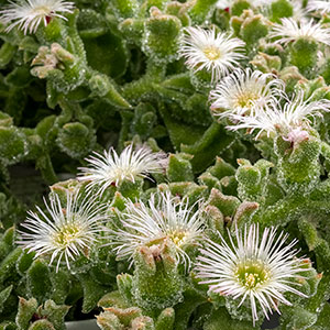ice plant in greenhouse
