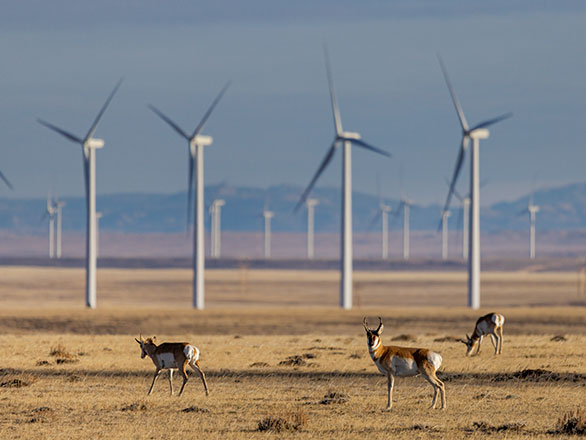 pronghorn in a field of windmills