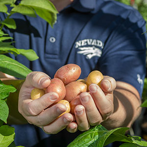 potatoes grown in the greenhouse