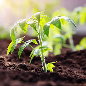 tomato seedling in greenhouse