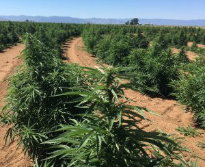 hemp field