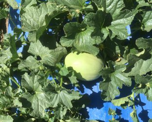 table of mellons