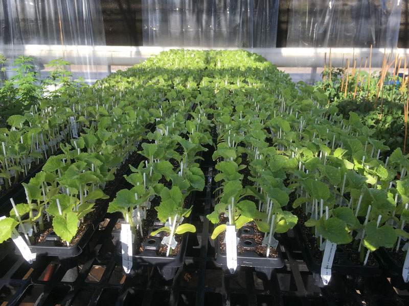 mellons growing in greenhouse